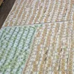 70-godišnjaku ukrala više od 70.000 eura: Novac skrivala u zidu, partneru dala 11.000 eura za auto