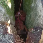 Spašeni vlasnik i pas, propali u jamu duboku 20 metara