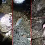 Naglo opadanje Neretve ugrozilo mrijest: Ribočuvari upozoravaju na katastrofalne posljedice