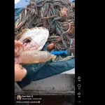 Ulov iz Jadranskog mora: U ribi pronašao plastičnu bocu