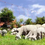 Ukrao "čobanicu" pa zaradio optužnicu