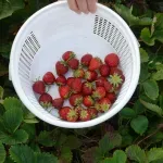 VIDEO | Želite velike i sočne jagode? Evo kako ih pravilno očistiti i zaštititi u proljeće