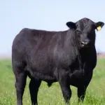 Bik na dražbi prodan za 143.000 eura