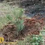 Ljuti Dolac: Tri dječaka zasadila borove na mjestu nedavnog požara