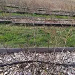 Proljetna rezidba borovnica: Sve što trebate znati za bogat urod