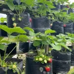 VIDEO | Mraz vam uništava jagode? Ova metoda ih može zaštititi i povećati urod