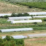 Slana voda sve više prodire: Hoće li Hercegovina mijenjati poljoprivredne kulture?