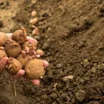 Sadite krumpir? Agronomkinja otkrila kako jednostavno provjeriti imate li štetnike u tlu