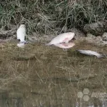 Znanstvenici pojasnili što je uzrokovalo pomor ribe u rijeci Neretvi