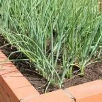 Djedova metoda sadnje luka postala hit: Štedi prostor i daje više uroda