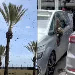 VIDEO | Invazija pčela u Izraelu: Tisuće insekata preplavile grad