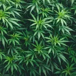 SAD planira svrstati marihuanu među manje opasne tvari