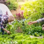 Znate li da u vrtu postoje dobri i loši susjedi? Koje biljke saditi blizu, a koje se nikako "ne vole"