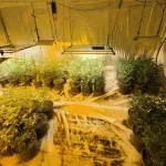 Pronađeno pet laboratorija za uzgoj marihuane u Sarajevu