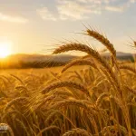 Napad je najbolja obrana