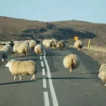 Pijani vozač naletio na stado i usmrtio 20 ovaca