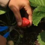 11 biljaka koje je dobro saditi uz jagode, poboljšavaju rast i štite od štetnika