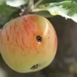 Upozorenje voćarima: Uočen jabukov savijač, zaštitite nasade