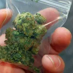 Kod 19-godišnjaka u Širokom Brijegu pronađena marihuana