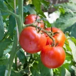 Kada i kako skidati listove i zaperke na rajčici?
