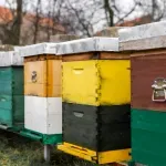 HNŽ proizvodi preko 300 tona meda: Pčelarima prijeti novi patogen s istoka