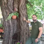 Stoljetna murva u Trebinju pravi hlad koji pamte generacije
