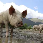 Novi slučajevi afričke kuge svinja u BiH, uzgajivači strahuju od širenja zaraze