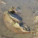 Zbog suše u Dunavu pronađene kosti mamuta