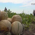 VIDEO | Četiri brata osvajaju kupce kvalitetnim voćem i povrćem