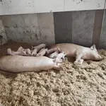 Zaraza afričkom svinjskom kugom u Srbiji slabi, Srijem i dalje najugroženiji