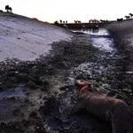 FOTO | Divlji konji kod Livna ostali bez vode, presušile lokve na Kruzima