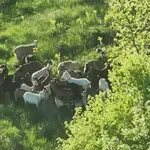Protjerali su ih jer su navodno pustošili šume, a bez njih su šume uništili požari