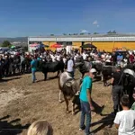 Intenzivno se radi na unaprjeđenju uzgoja gatačkog goveda