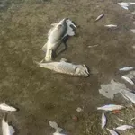 Inspekcija utvrdila jedan od uzroka masovnog pomora ribe u Savi