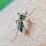 Virus Zapadnog Nila u Hrvatskoj: Sedam zaraženih, dvoje na respiratoru