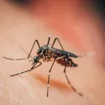 Deset infekcija virusom Zapadnog Nila, šest osoba hospitalizirano