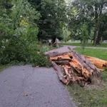 Četiri osobe ozlijeđene nakon pada stabla u parku