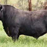 VIDEO | Angus bik prodan za više od 260.000 eura