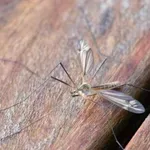 U Srbiji 46 slučajeva groznice Zapadnog Nila