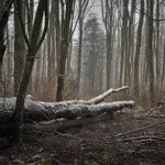 Kandidati za Skupštinu HNŽ-a: Što sa šumama?