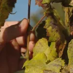 Zlatna žutica poharala vinograde, naređeno krčenje njih 127