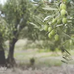 Iz Argentine i Kolumbije stigli u Mostar pomagati časnim sestrama u berbi maslina