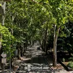 Grad bez hlada: Koliko Mostar košta gubitak odraslog stabla