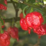 Na imanju obitelji Preložnjak rastu jedne od najljućih papričica na svijetu