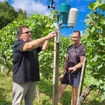 Kobiljski vinogradniki pridobili napravo, ki opozarja na bolezni trte