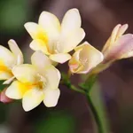 Frezija – dišeča lepotica, ki polepša vsak vrt in balkon