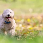 Ali psi lahko jedo banane?