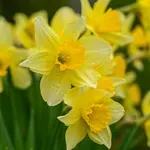 Kaj storiti z narcisami po cvetenju, da bodo naslednje leto še lepše?