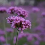 Verbena: cvetoča lepotica, ki na vrt privablja čebele in metulje