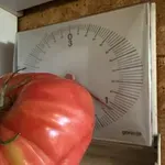 Kakšen paradižnik! Ihanski kmetovalec Peter pridelal več kot kilogram težkega velikana